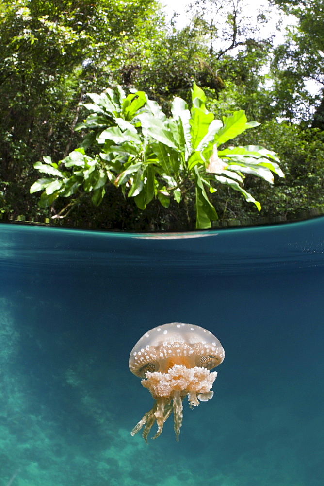 Mastigias Jellyfish, Matigias papua, Risong Bay, Micronesia, Palau