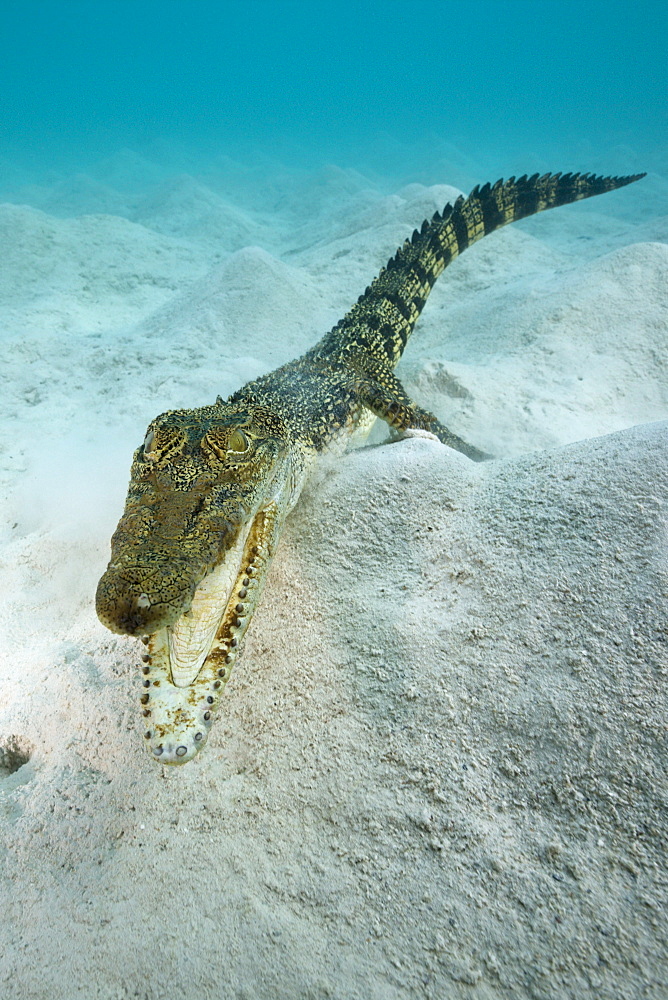 Saltwater Crocodile, Crocodylus porosus, Micronesia, Palau