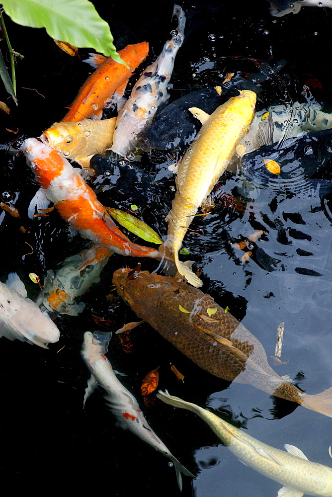 Koi carps in the pond in front of Longshan tempel, Taipei, Taiwan, Asia