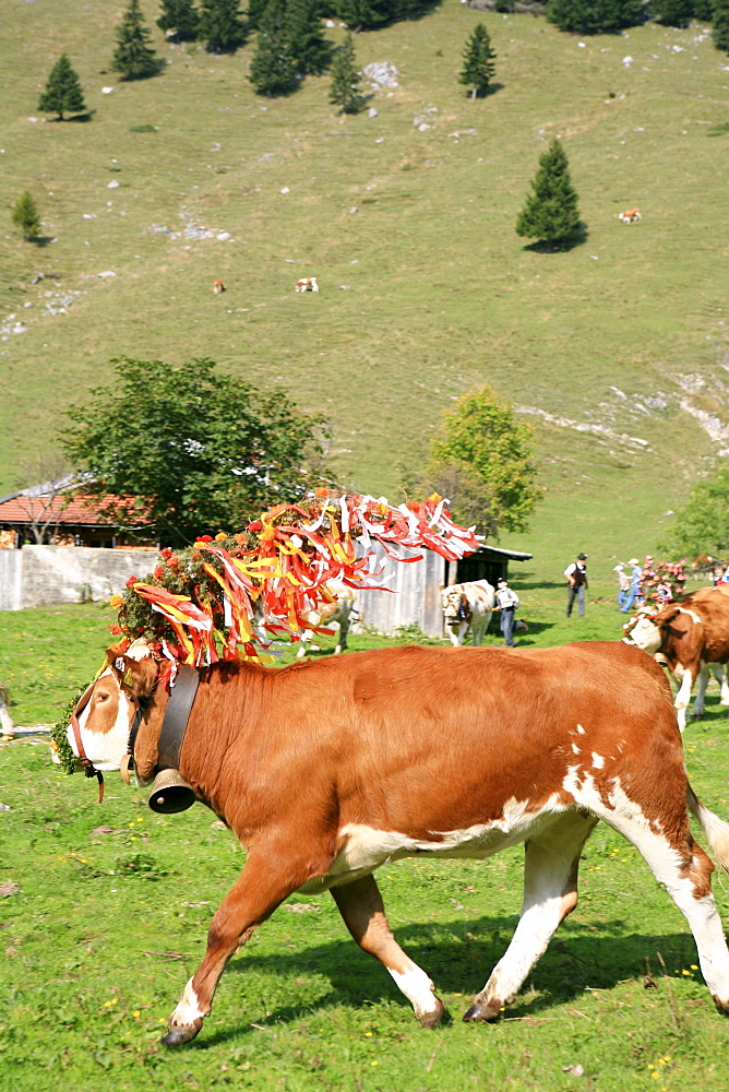 Cow at Almabtrieb, cattle drive from mountain pasture, Arzmoos, Sudelfeld, Bavaria, Germany