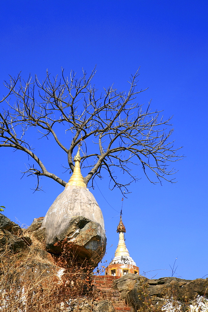 Stupas and bare tree under blue sky, Khaung Daing, Shan State, Myanmar, Burma, Asia