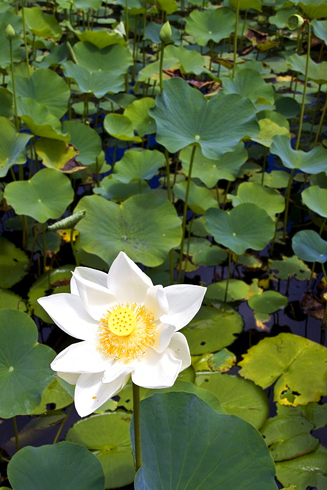 Nymphea Lotus flower tank in Sir Seewoosagur Ramgoolam Royal Botanical Garden of Pamplemousses, Mauritius, Africa