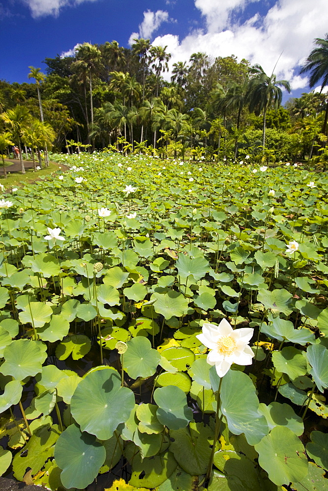 Mauritius, Africa Nymphea Lotus flower tank in Sir Seewoosagur Ramgoolam Royal Botanical Garden of Pamplemousses, Mauritius, Africa