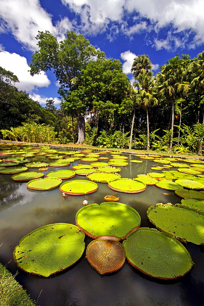 Pamplemousses Royal Botanical Garden, Giant Water lily tank, Mauritius, Africa