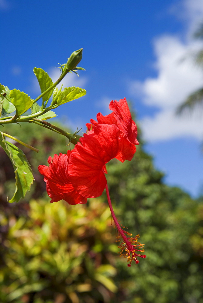 Red Hibiscus Flower, Nuku'alofa, Tongatapu, Tonga, South Pacific, Oceania