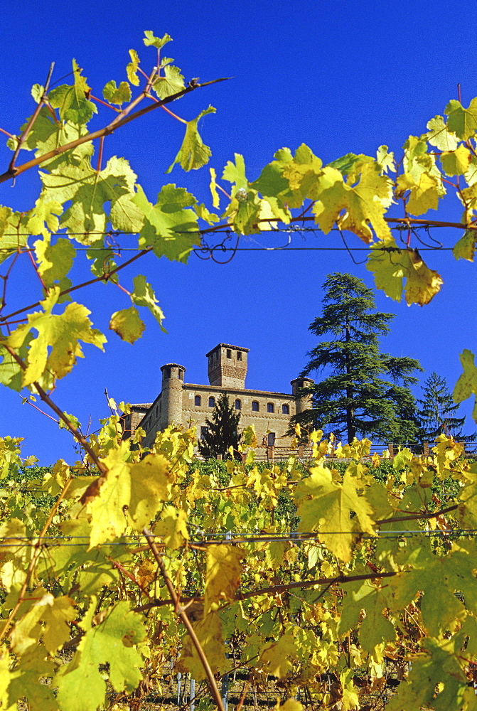 Vineyard and Castello Grinzane Cavour under blue sky, Piedmont, Italy, Europe