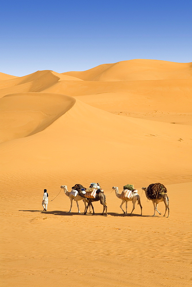 Camel Caravan in the libyan desert, Dromedaries, Camelus dromedarius, Libya, Sahara, North Africa