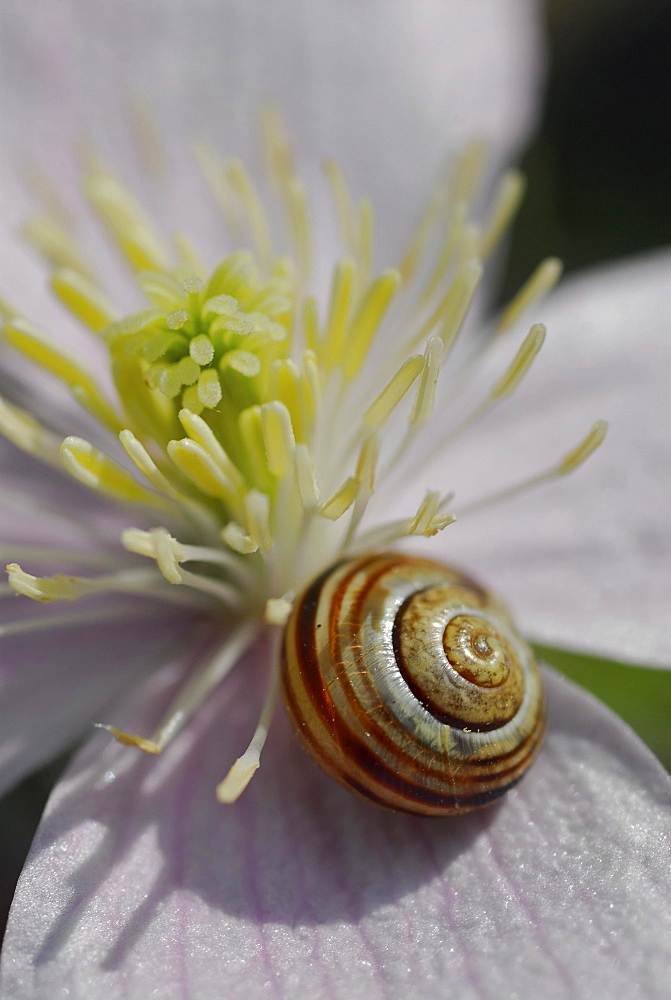 Close up of a pale pink Clematis montana with small snail and stamina