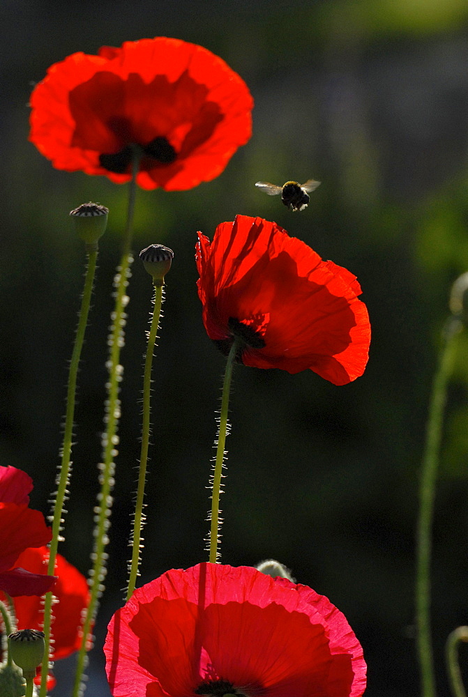 Red poppies and flying bumble bee in the garden, Germany, Europe