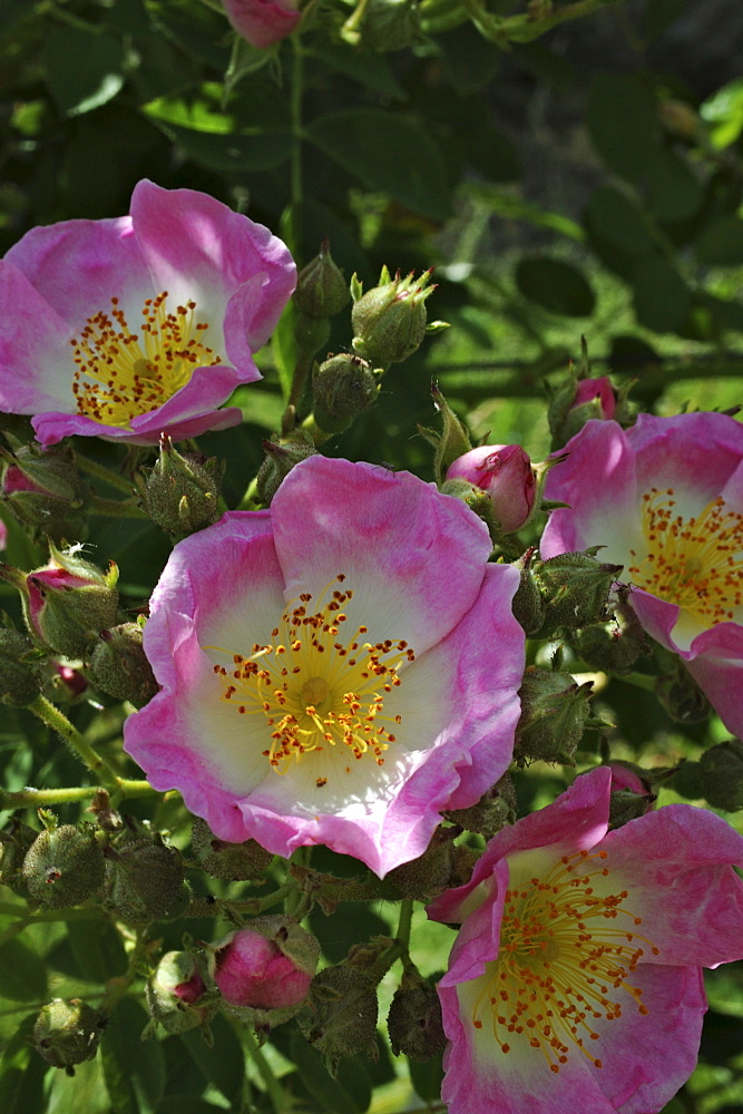 Pink and white unfilled rose, rosery at Domaine de Charance, Gap, Haute Provence, France, Europe