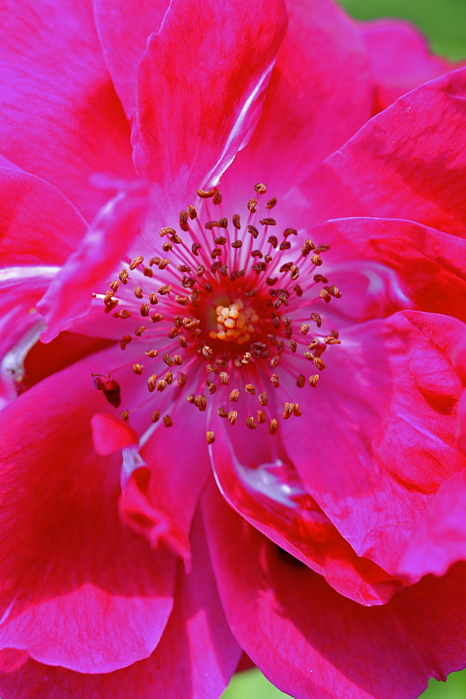 Close up of magenta rose, rosery at Domaine de Charance, Gap, Haute Provence, France, Europe