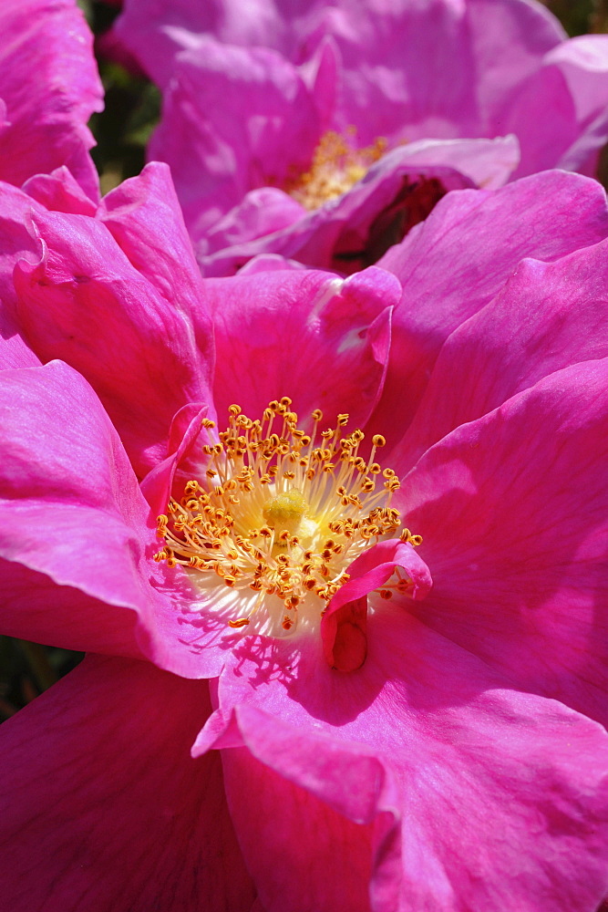 Close up of magenta rose at rosery at Domaine de Charance, Gap, Haute Provence, France, Europe