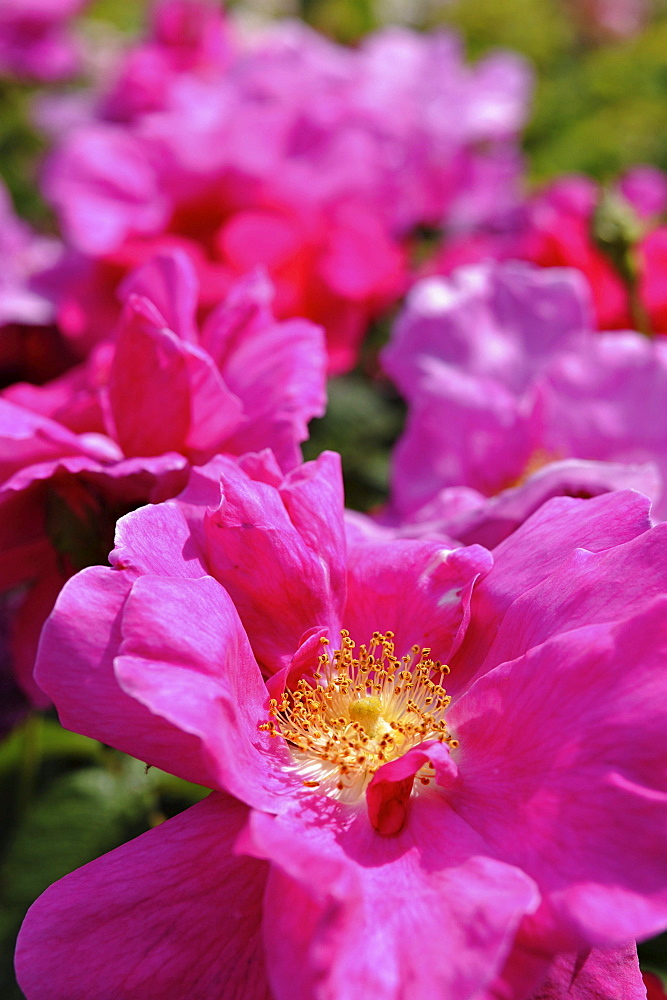 Close up of magenta rose at rosery at Domaine de Charance, Gap, Haute Provence, France, Europe