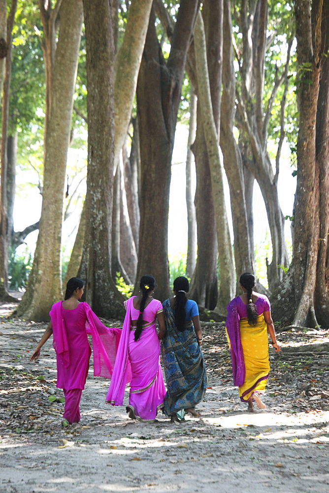 Indian women wearing colourful saris walking through the coastal forest of Radha Nagar Beach, Beach 7, Havelock Island, Andamans, India