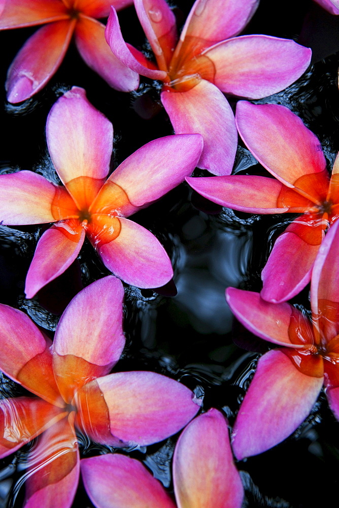 Pink Frangipani blossoms in water basin, Colombo, Sri Lanka, Asia