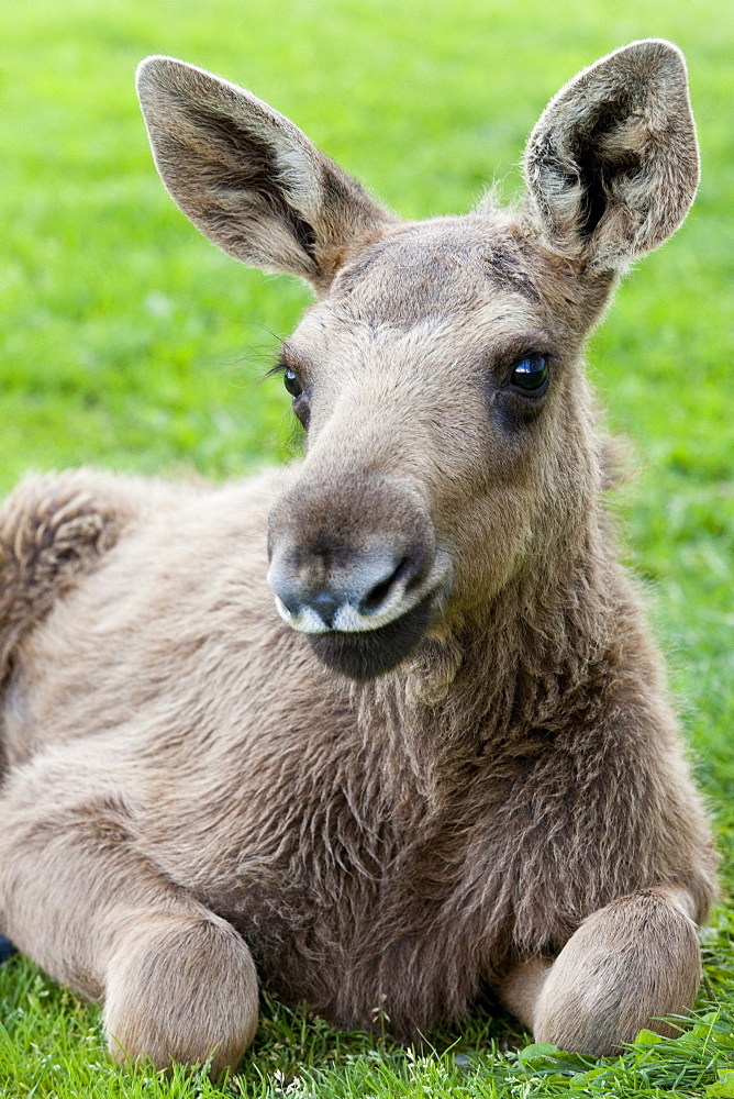 Young elk on a meadow, elkfarm Aelgens Hus, Bjurholm, Vaesterbotten, Sweden, Europe