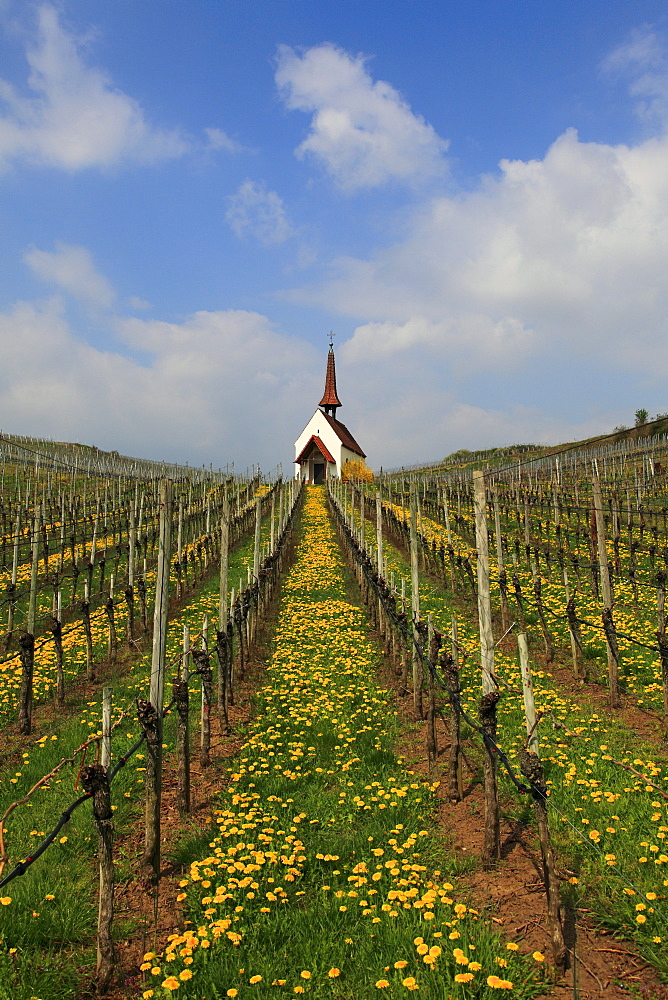 Eichert chapel in the vineyards near Jechtingen, Kaiserstuhl, Breisgau, Black Forest, Baden-Wuerttemberg, Germany