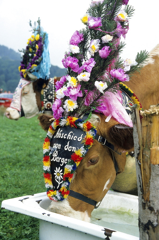 Cows returning from the Alp, Oberland, Bavaria, Germany