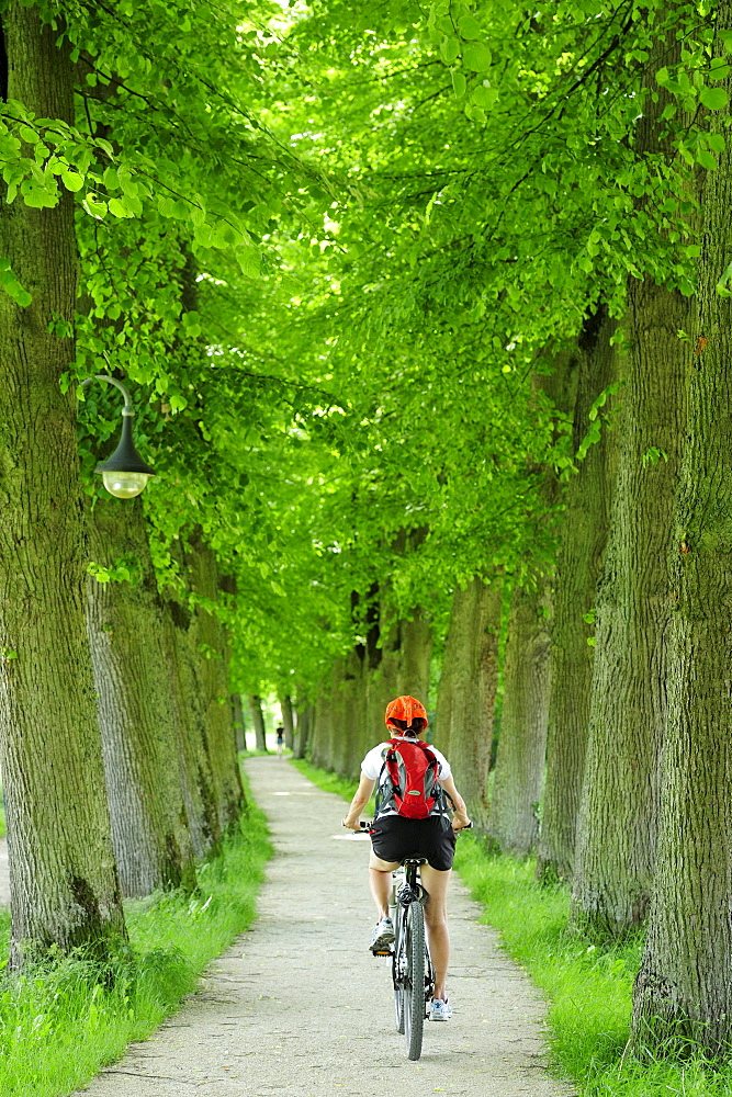 Female cyclist passing lime tree alley, Altmuehltal cycle trail, Altmuehltal natural park, Altmuehltal, Bavaria, Germany