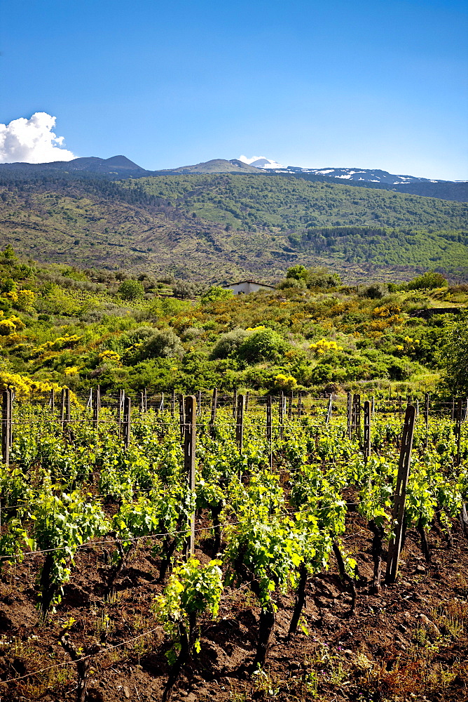 Vineyard, Mount Etna, Sicily, Italy