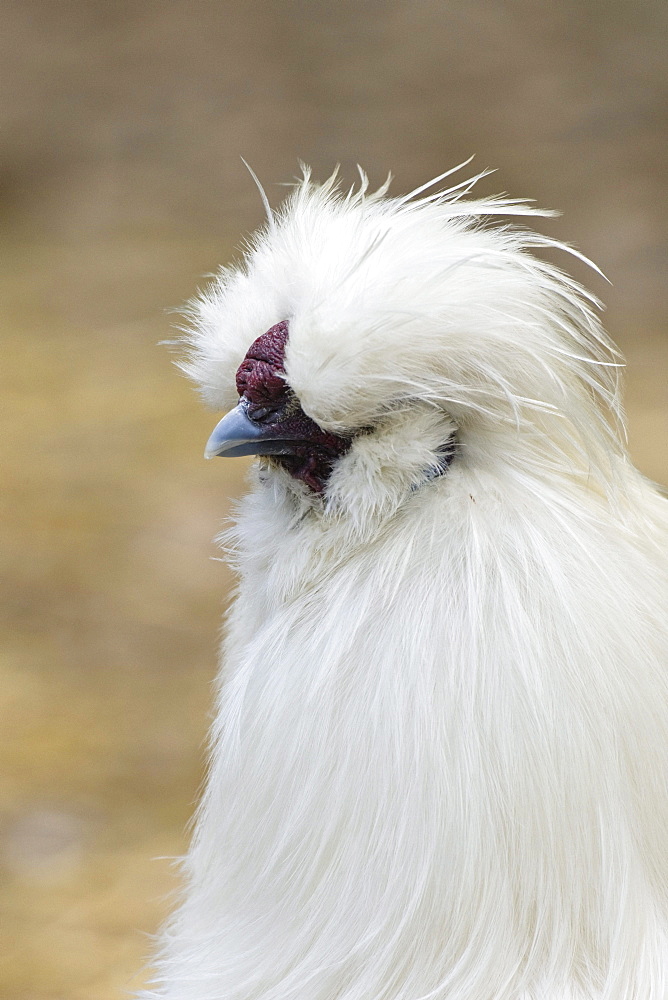 Silkie hen, breed of chicken named for its unique fluffy plumage, Domesticated Fowl, Animal