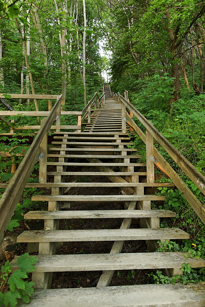 Koenigstreppe, wooden stairs between trees, Cape Arkona, Ruegen, Mecklenburg-Western Pomerania, Germany, Europe