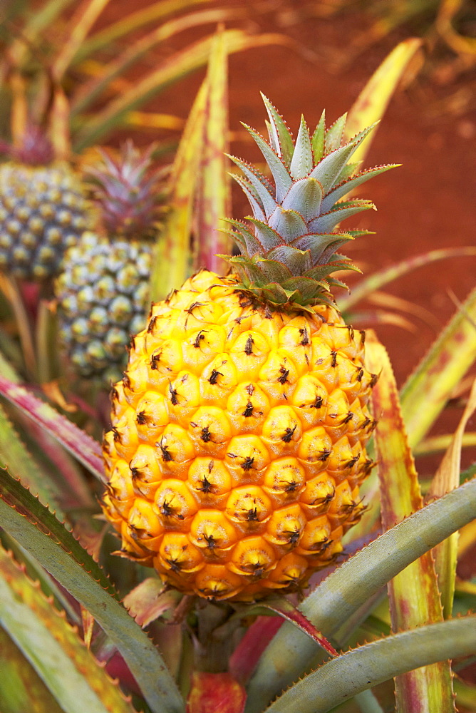 Close up of a pineapple at Dole plantation Hawaii, Oahu, Hawaii, USA, America