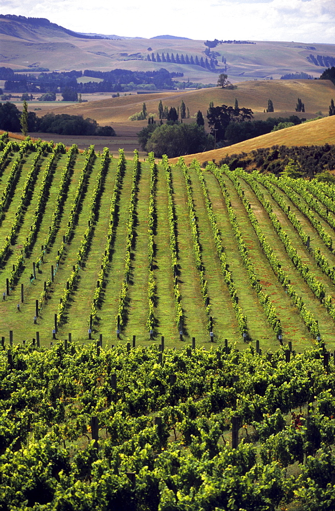 View over vineyard in a wine growing district, South Island, New Zealand