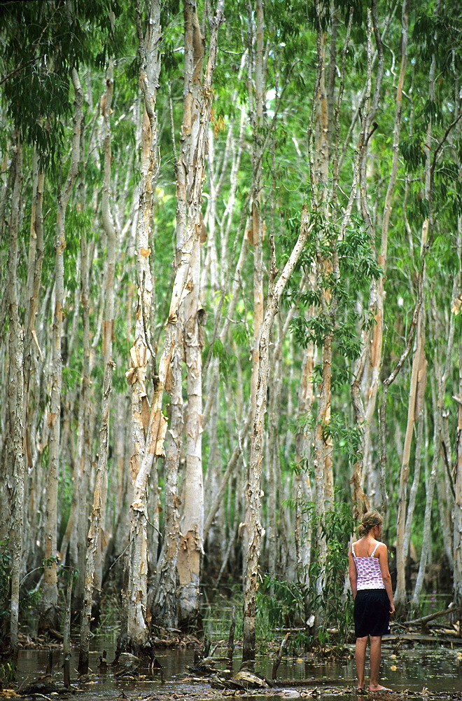 Paperbark trees lining a creek near the mining town of Weipa, Queensland, Australia