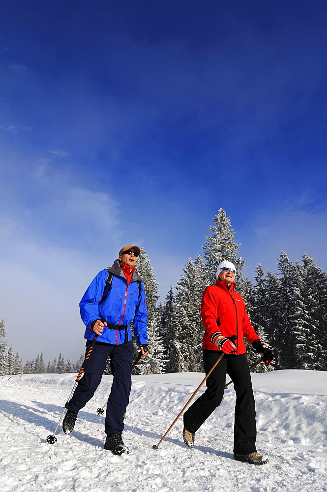 People hiking on winter hiking trail in snowy landscape, Hemmersuppenalm, Reit im Winkl, Chiemgau, Bavaria, Germany, Europe