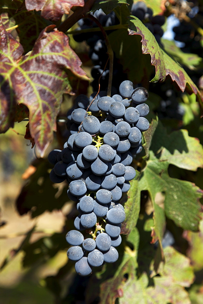 Dolcetto Grapes, Cisterna d' Asti, Monferrato, Piedmont, Italy