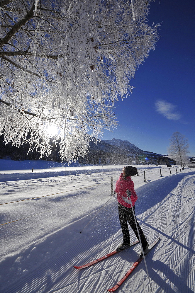 Woman cross-country skiing near Koessen in Kaiserwinkl, Winter in Tyrol, Austria