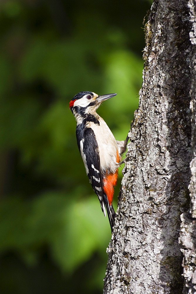 Great Spotted Woodpecker at a trunk, Picoides major, Bavaria, Germany, Europe