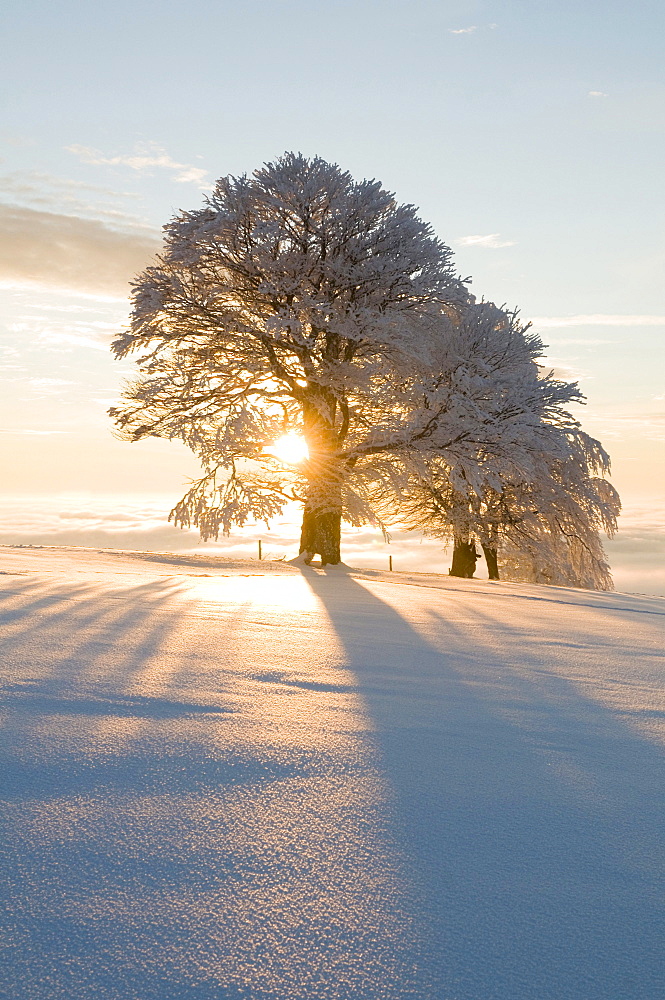 Snow-covered beech trees on mount Schauinsland, Freiburg im Breisgau, Black Forest, Baden-Wurttemberg, Germany