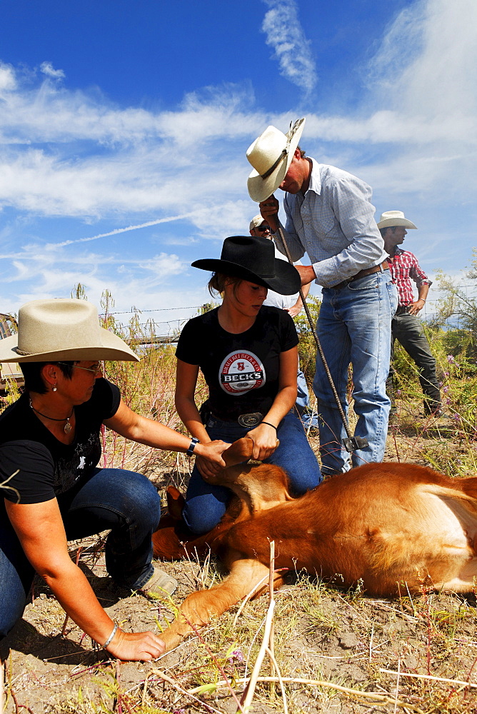 Zapata Ranch is a working ranch where tourists can stay and work, branding of cattle, Alamosa, Alamosa County, Colorado, USA, North America, America