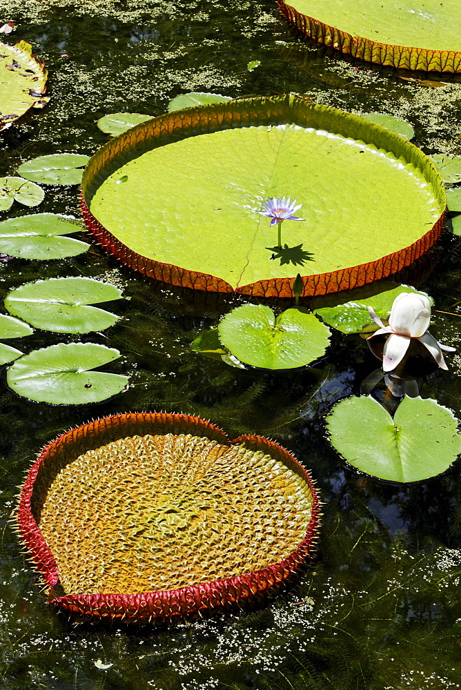 Victoria Regia water lily in the botanical garden of Pamplemousses, Mauritius, Africa