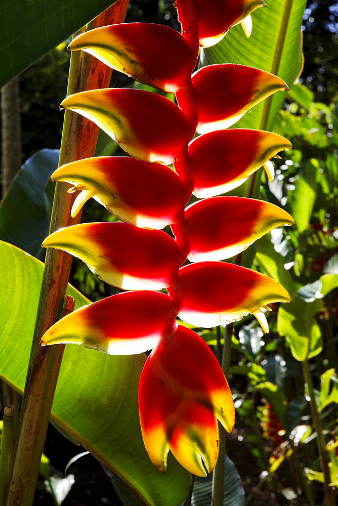 Heliconia, Mauritius, Africa