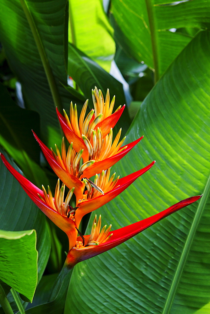 Blossom of a Heliconia, La Reunion, Indian Ocean