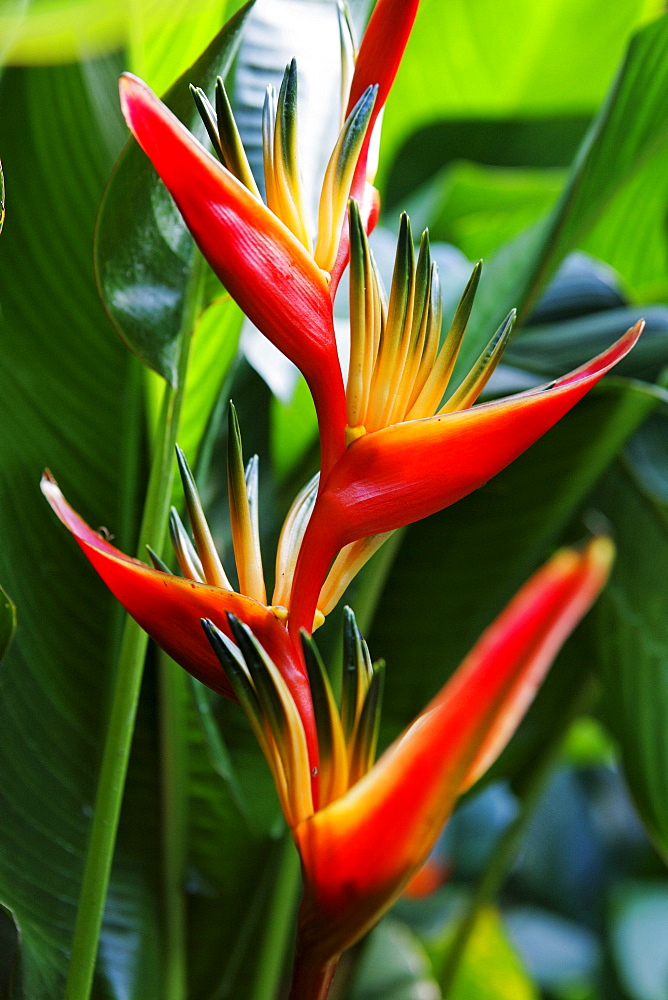 Blossom of a Heliconia, La Reunion, Indian Ocean