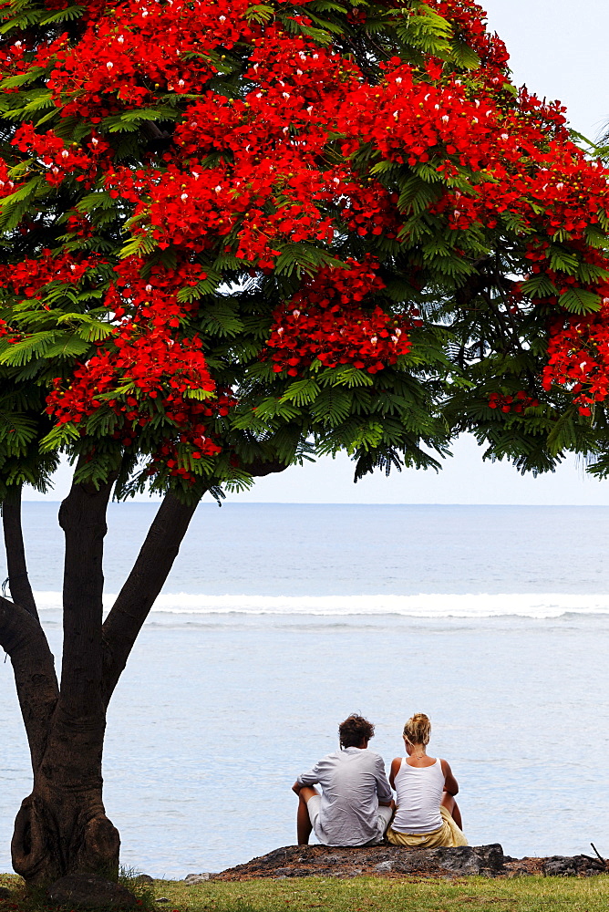 A couple sitting under a Flamboyant tree in Saint Leu, La Reunion, Indian Ocean