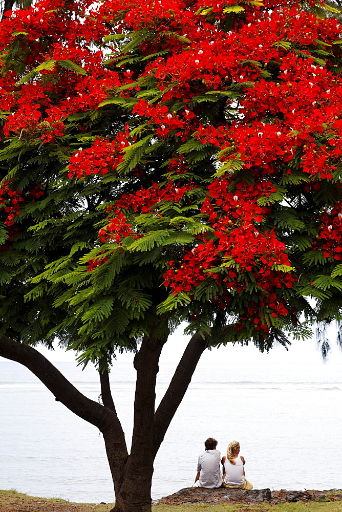 A couple sitting under a Flamboyant tree in Saint Leu, La Reunion, Indian Ocean