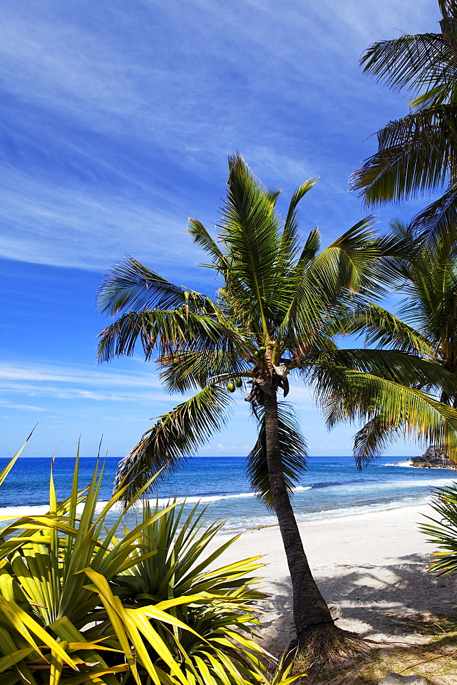 Palm trees on the beach of Grand Anse in Petite Ile, La Reunion, Indian Ocean