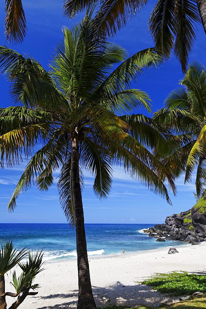 Palm trees on the beach of Grand Anse in Petite Ile, La Reunion, Indian Ocean