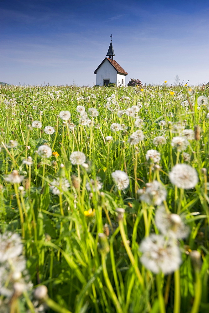 View of Saalenberg chapel in spring, Hexental, Black Forest, Baden-Wuerttemberg, Germany, Europe