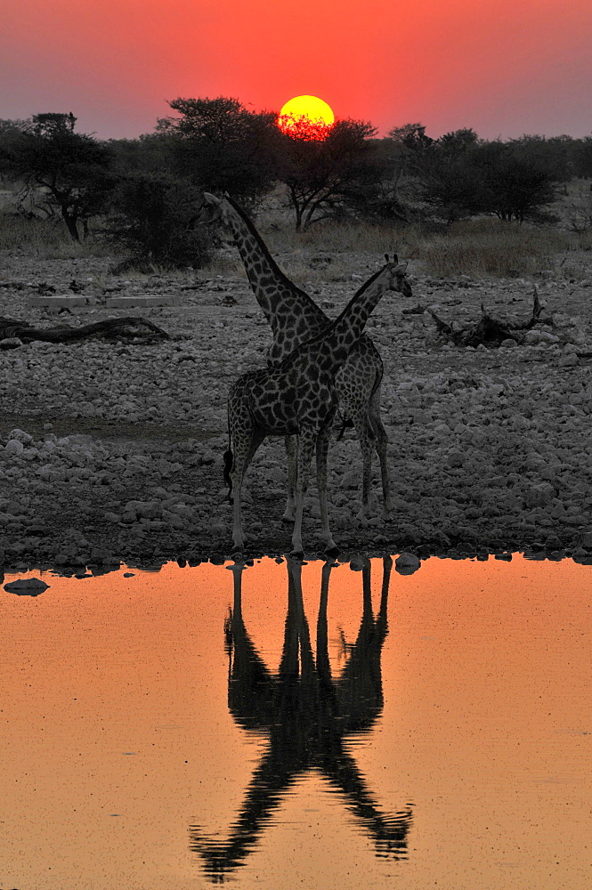 Giraffes at the waterhole at sunset, Okaukuejo, Etosha National Park, Namibia, Africa