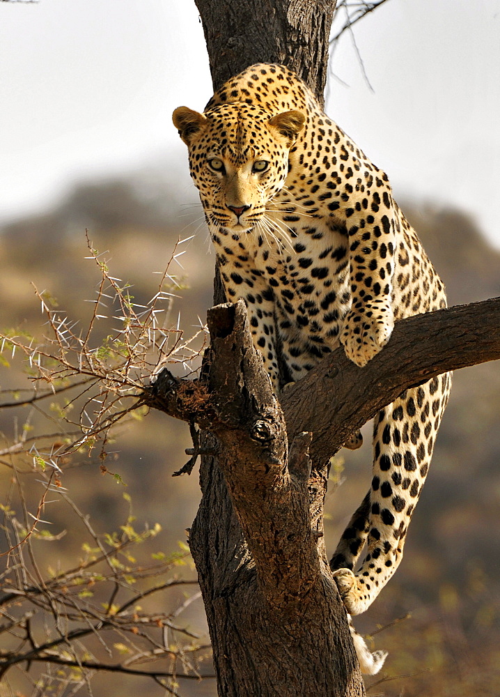 Leopard on a tree, Etosha National Park, Namibia, Africa