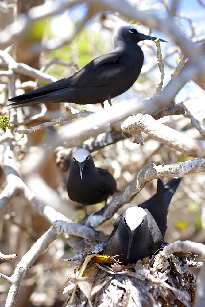 Black Noddy Terns western Heron Island, Great Barrier Reef Marine Park, UNESCO World Heritage Site, Queensland, Australia