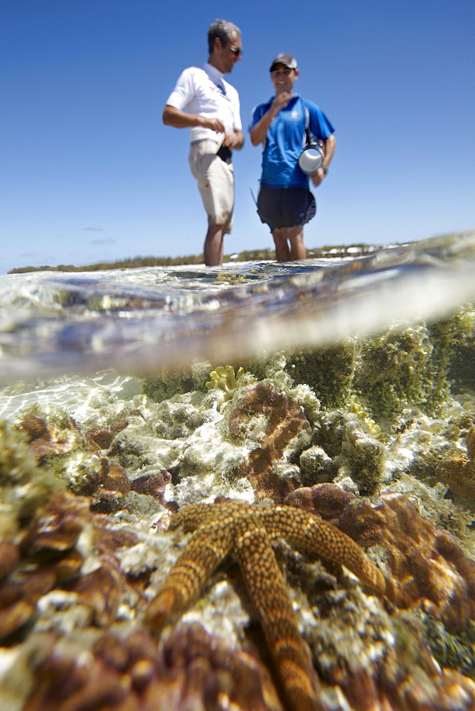 Reefwalk with Marine Center guide, seestar and coral, near Heron Island, eastern part is part of the Capricornia Cays National Park, Great Barrier Reef Marine Park, UNESCO World Heritage Site, Queensland, Australia