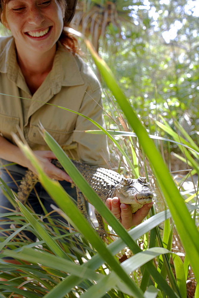 Ranger showing baby crocodile at Bungalow Bay Koala Village, Horseshoe Bay, northcoast of Magnetic island, Great Barrier Reef Marine Park, UNESCO World Heritage Site, Queensland, Australia