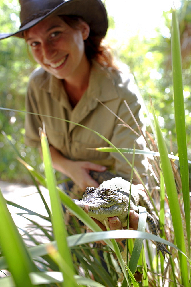 Ranger showing baby crocodile at Bungalow Bay Koala Village, Horseshoe Bay, northcoast of Magnetic island, Great Barrier Reef Marine Park, UNESCO World Heritage Site, Queensland, Australia